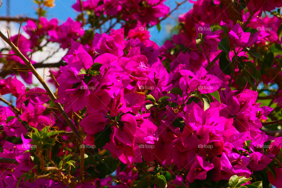 Garden, Flower, Nature, Flora, Leaf