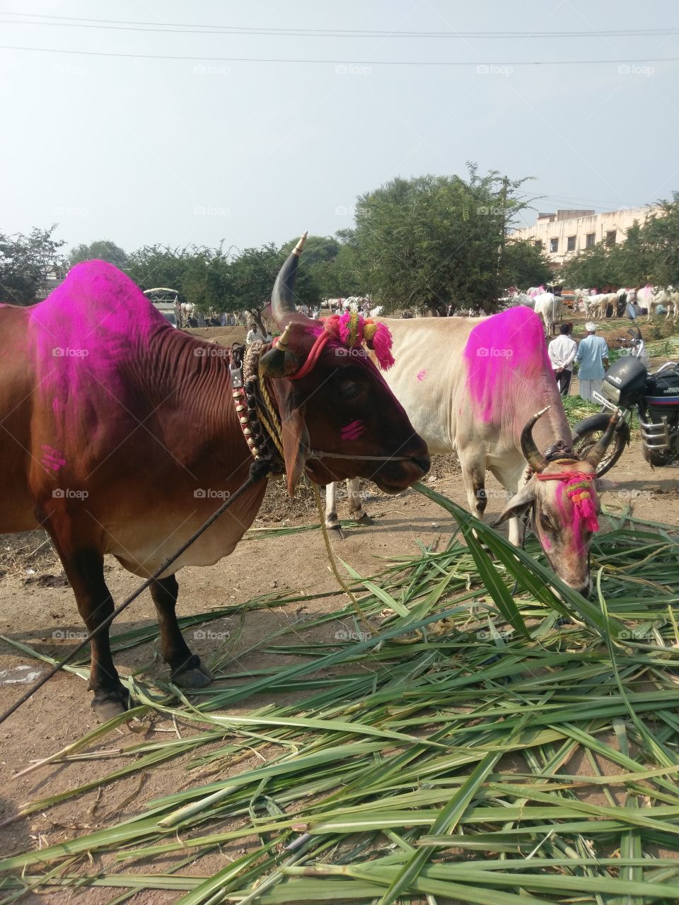 Decorated cows in a local market in India