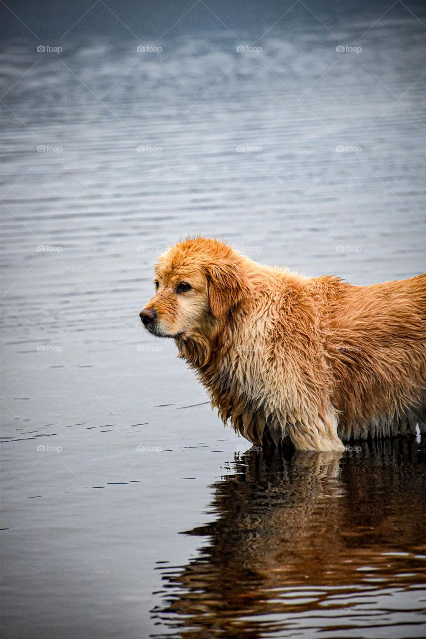 healthy dog ​​on outdoor walk in a lake 