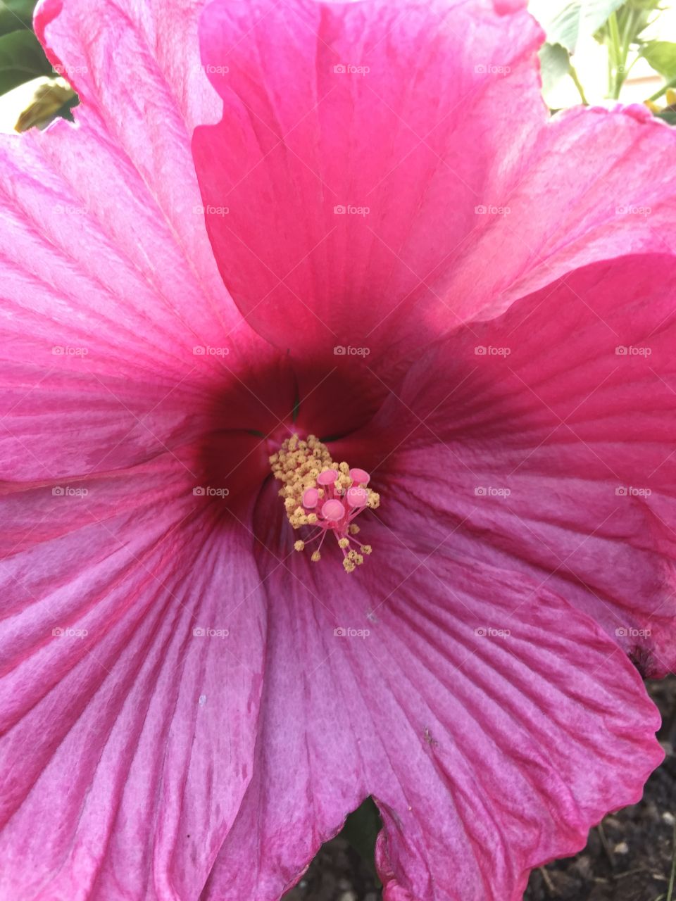 Pretty flowers . Hibiscus 