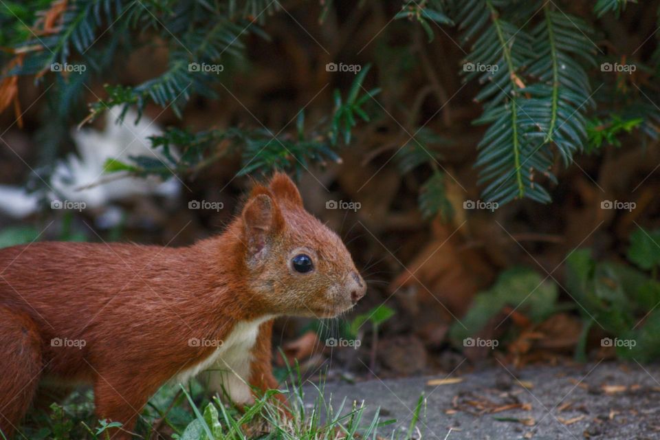 Sneaky squirrel roaming around the bushes in the magic forest.