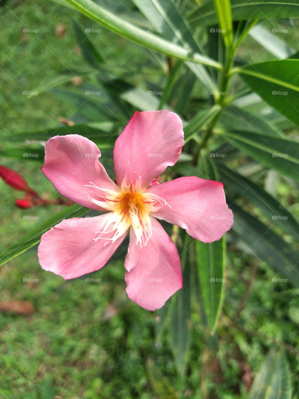 pink flower