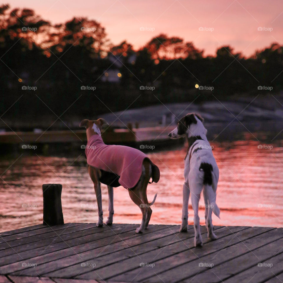 Two greyhounds sighthound whippet Windsprite dogs on a pier looking away on the pink reflective sky water beach sunset 