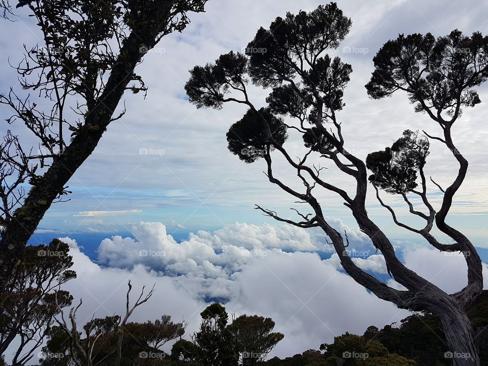 Trees against sky