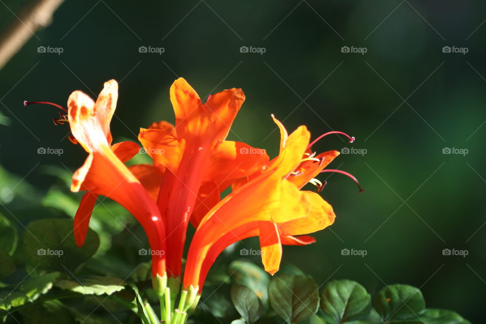 Exotic bright orange tropical flower 