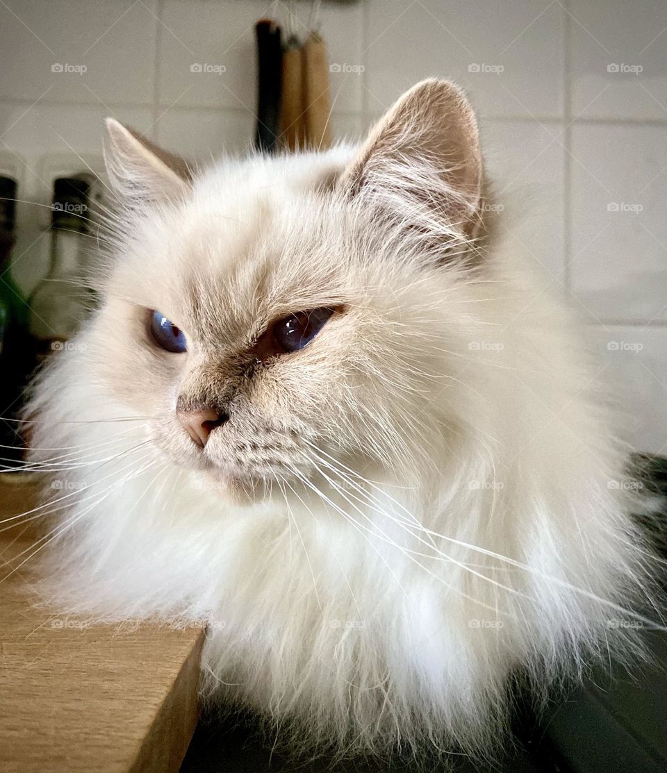 Cat , home October 2022 . 