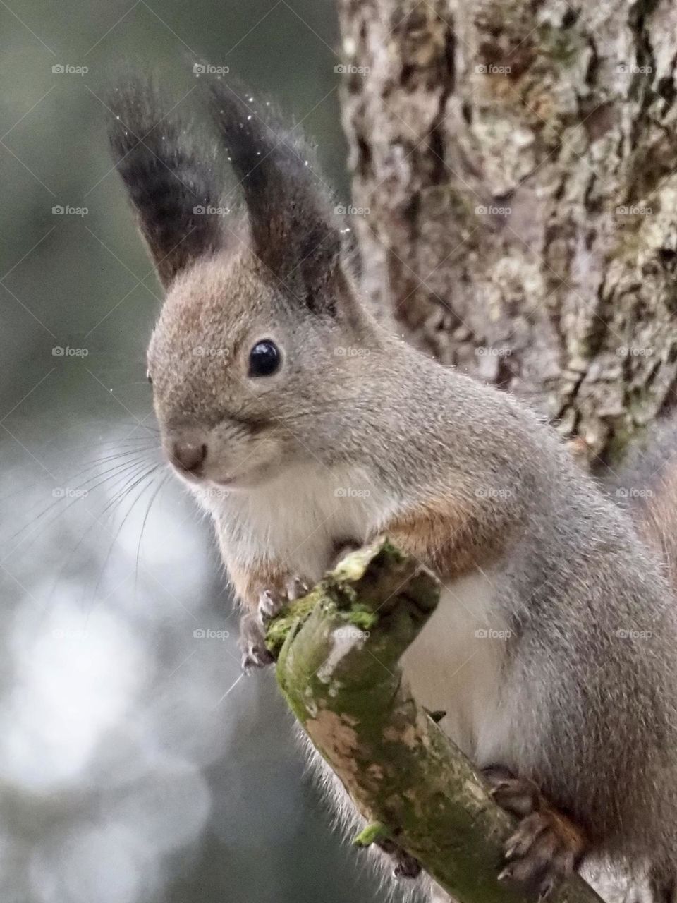 Squirrel