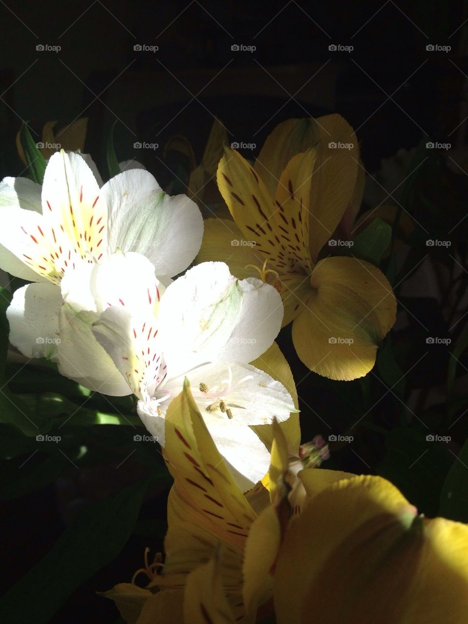 Flower in my living room at sunrise