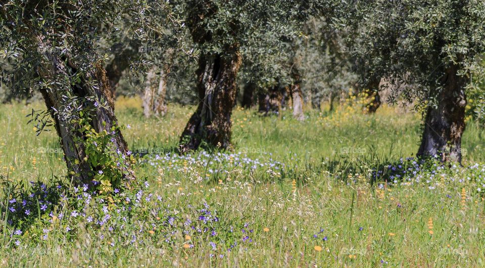 Olive trees growing in a meadow of wild flowers