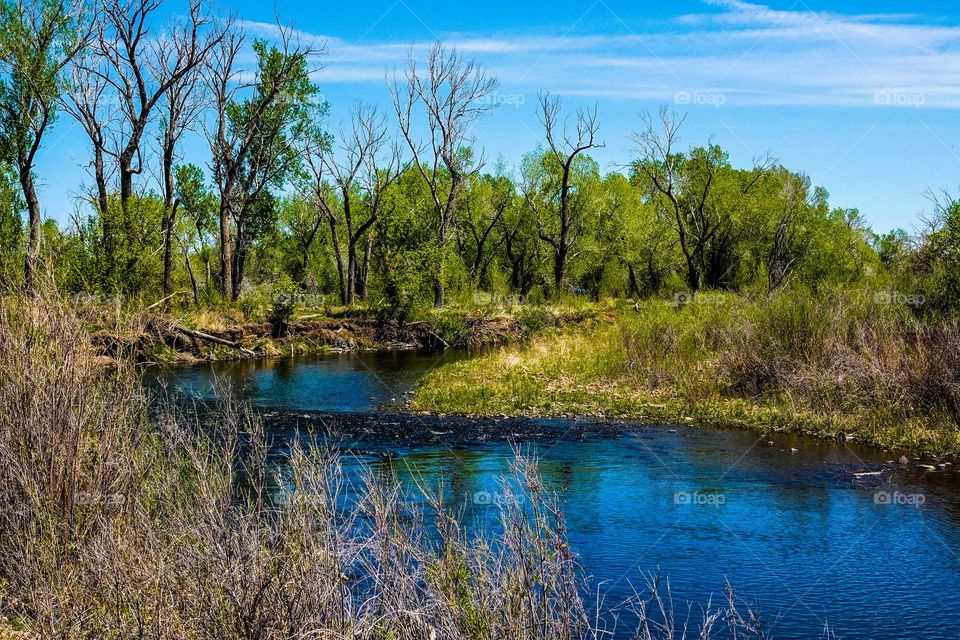 A river bend in a local preserve is surrounded by beautiful trees