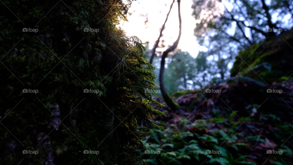 Sunsetting in a forest