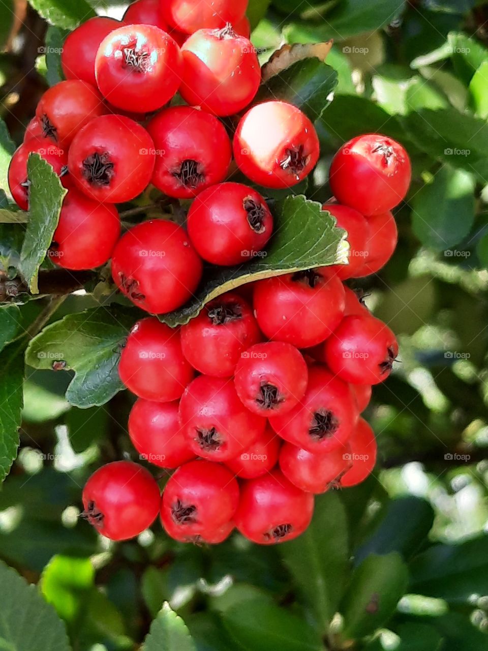 red berries of firethorn