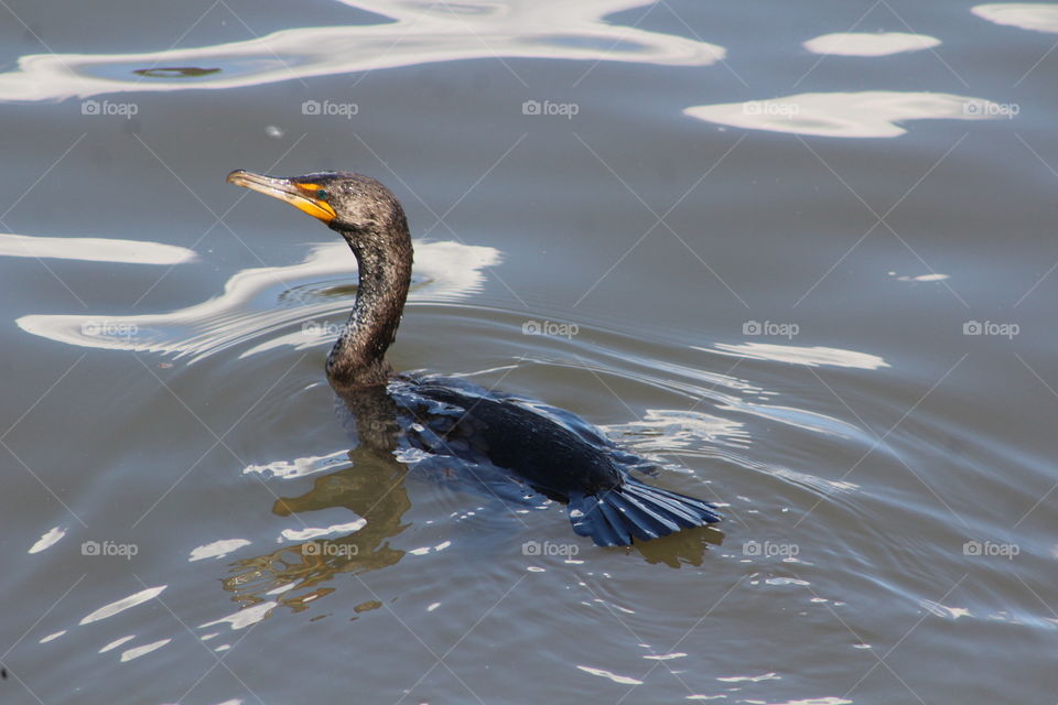 Cormorant swimming in Hudson River on sunny May Day 