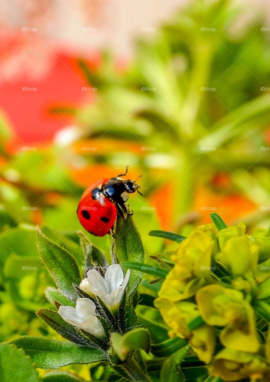 Ladybug