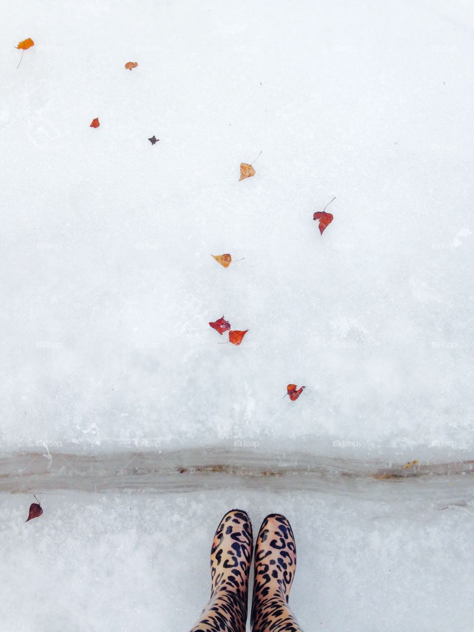 I like to have a walk at frozen Dnipro river. Sometimes you can find there bright frozen autumn leaves, which look as a treasure. Feet view, standing on the ice, covering frozen leaves.