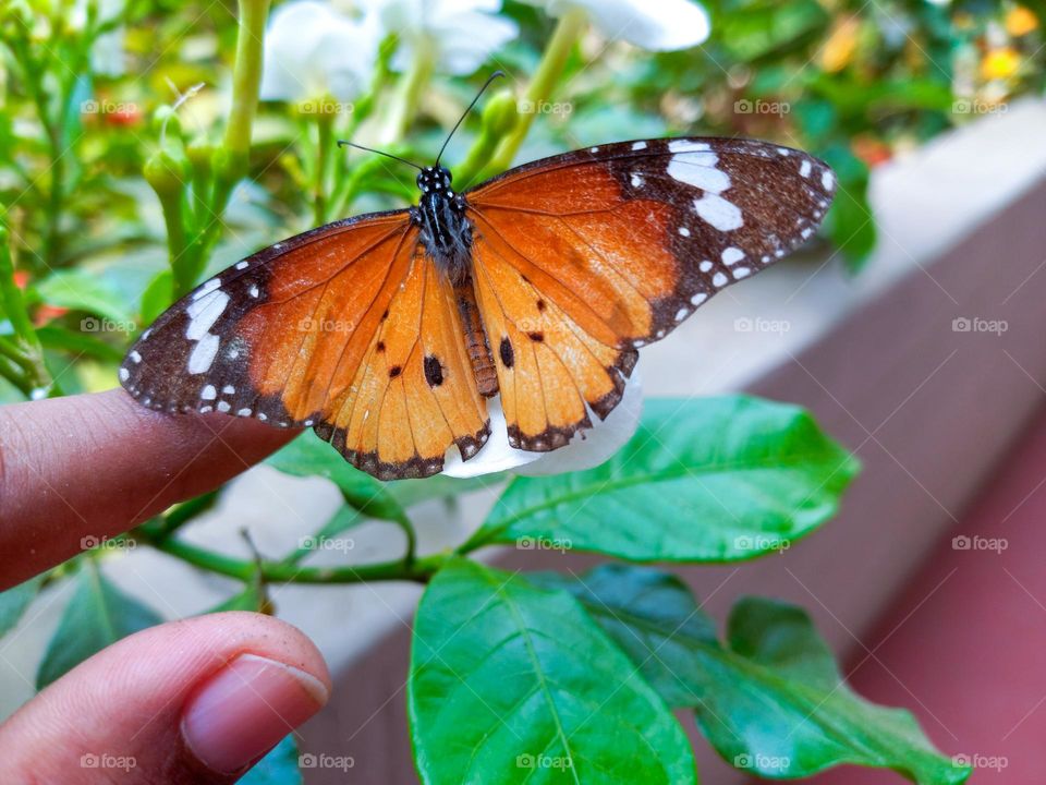 butterfly macro / Beautiful orange butterfly close-up
