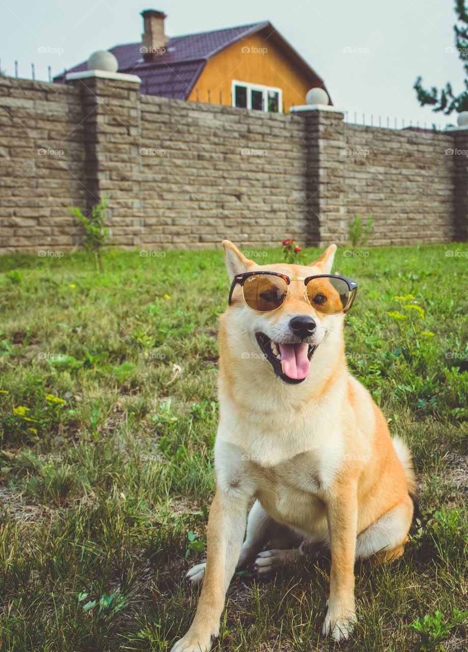 Smiling Shiba Inu in sunglasses