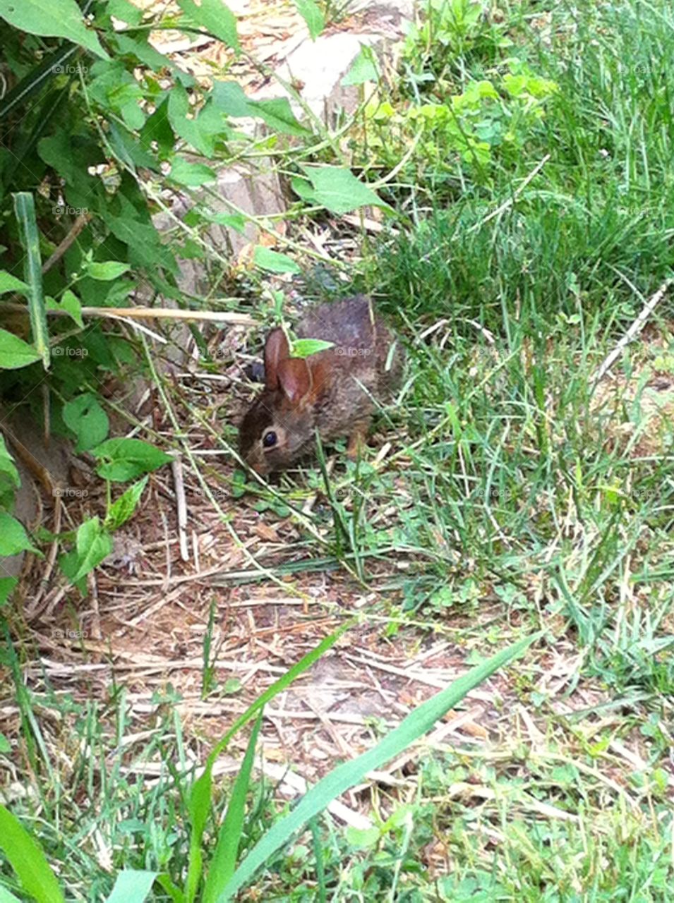 Bunny. A bunny in my yard. 