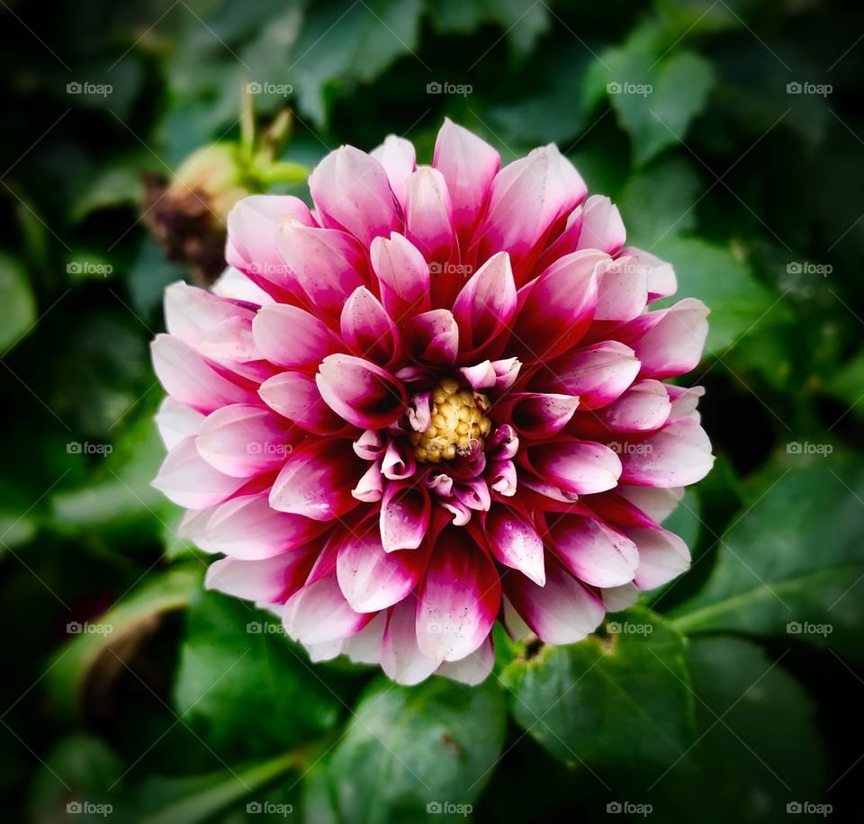 White and dark pink dahlia—taken in Ludington, Michigan 