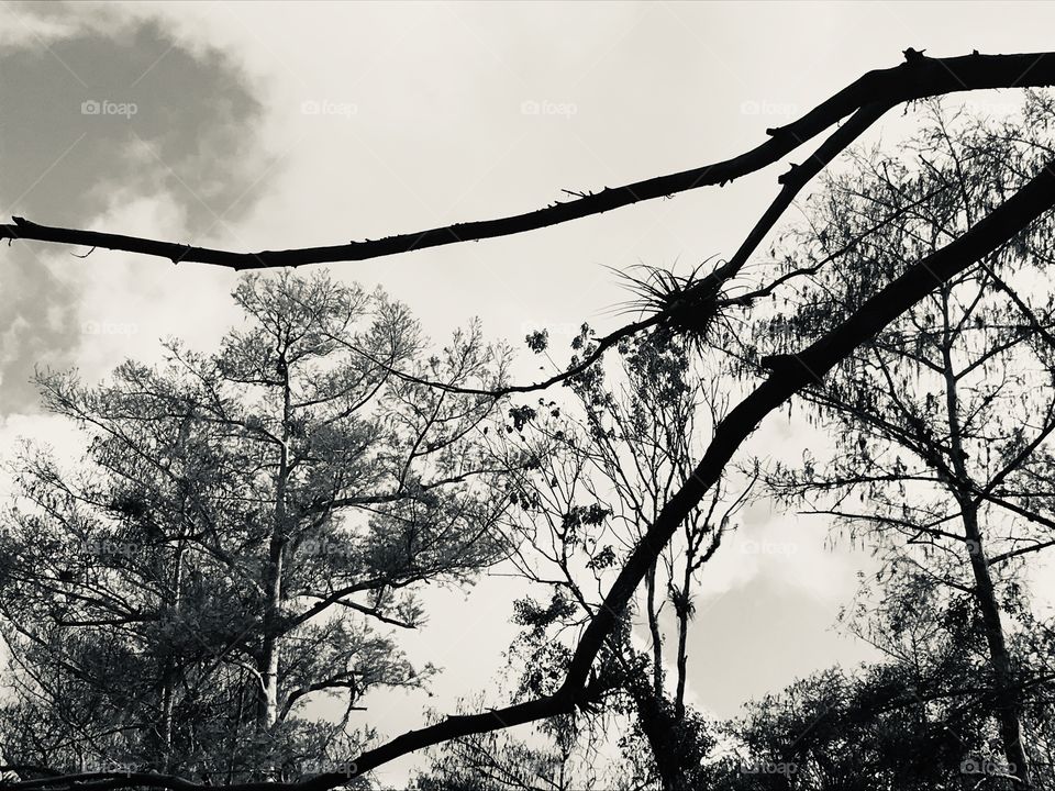 Tree branch silhouette 