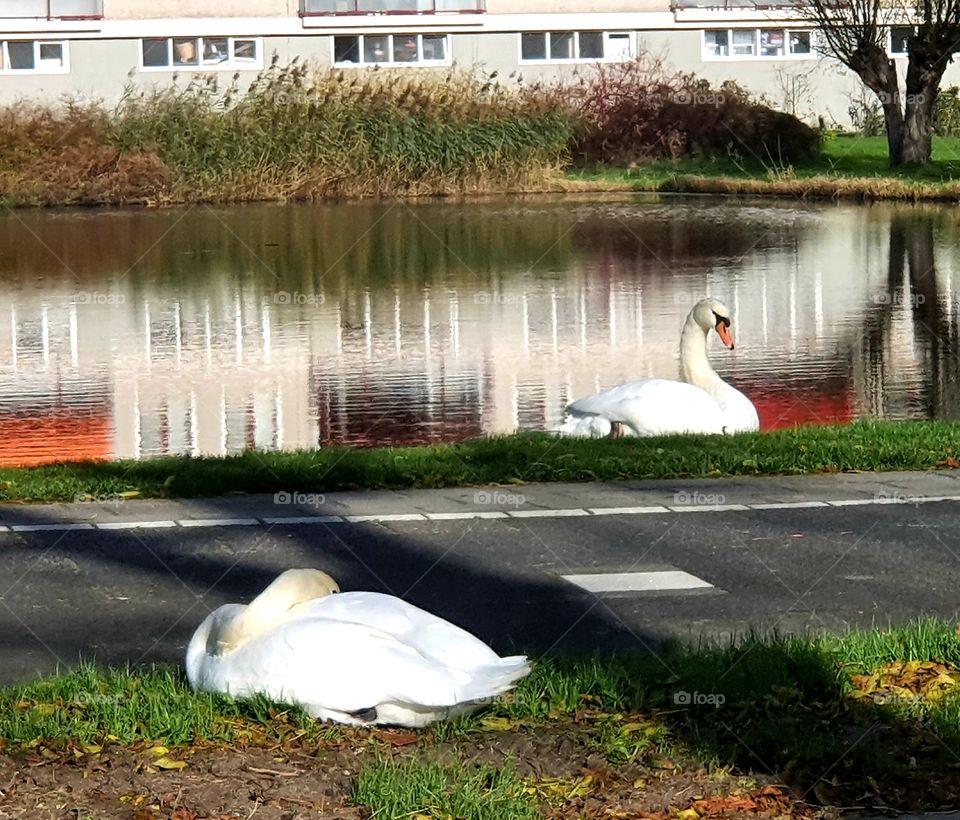 Two swans along the way