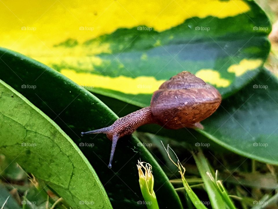 snail