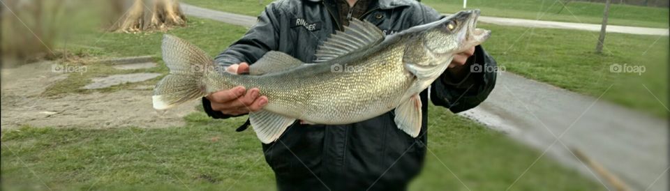 huge fish