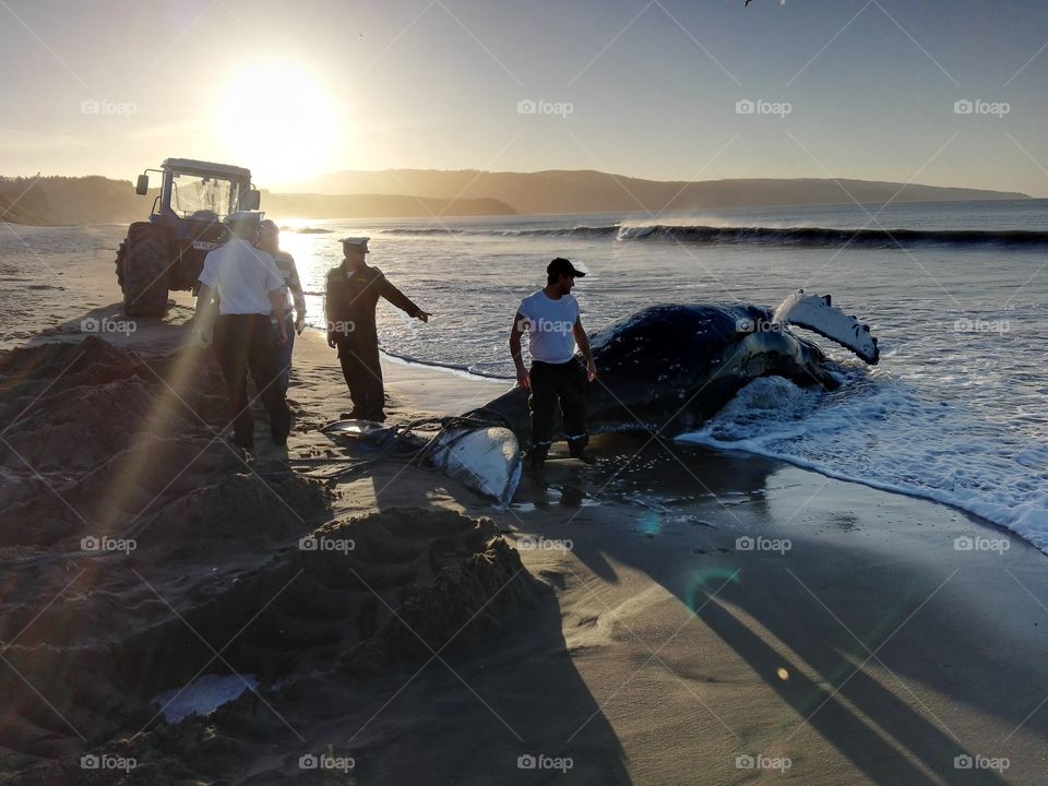 ballena varada en playa arauco chile