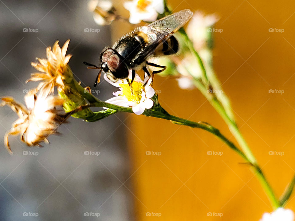 Close up of a flower fly pollinating wildflowers