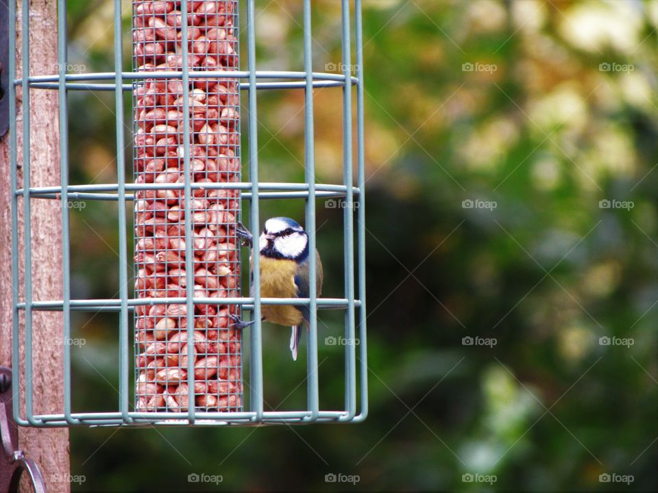 hungry blue tit