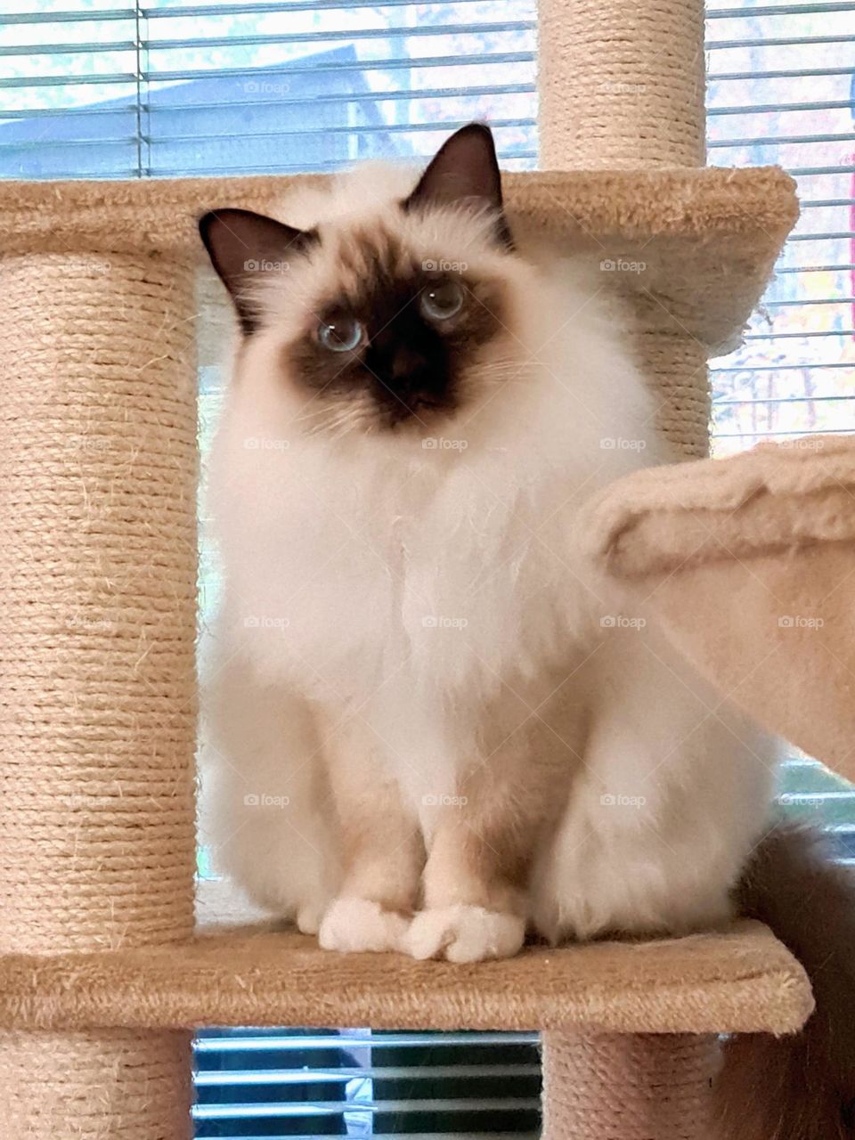 Close up of young fluffy sacred Birman cat looking curiously to the camera