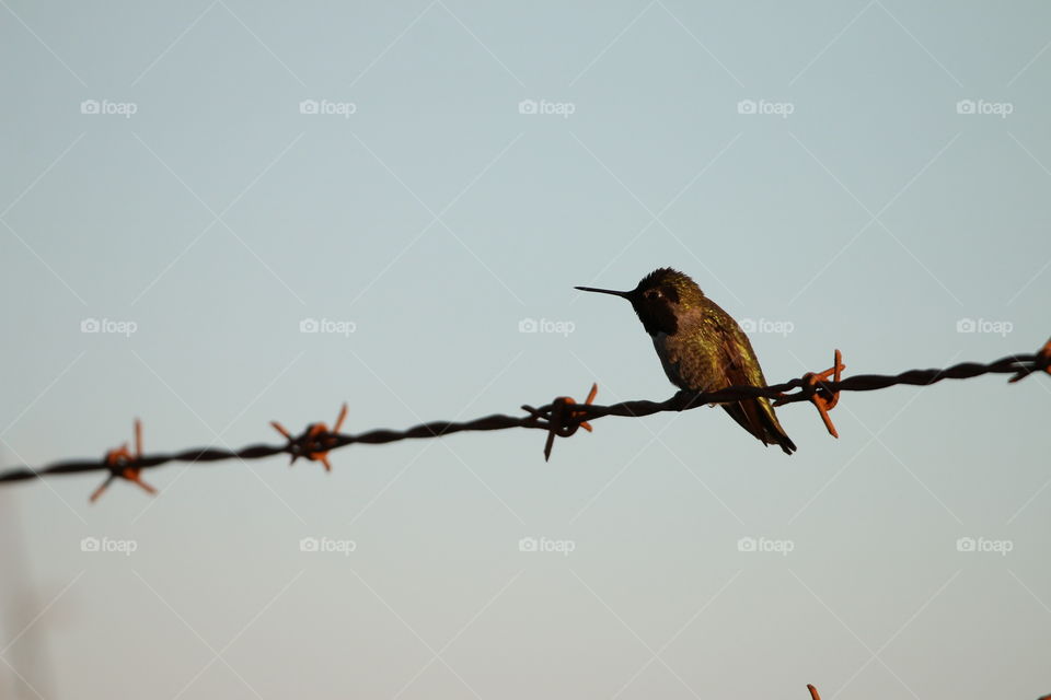 Barbed wire