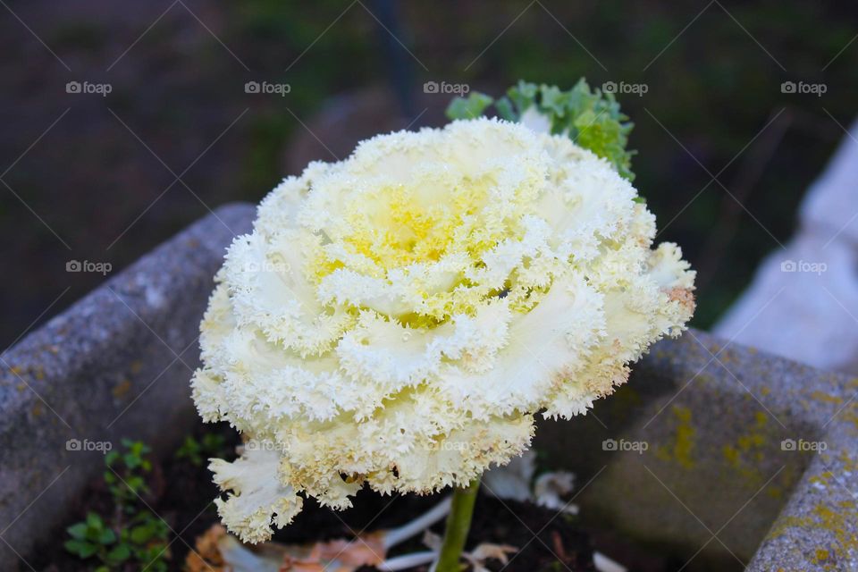 White ornamental cabbage, medicinal plant