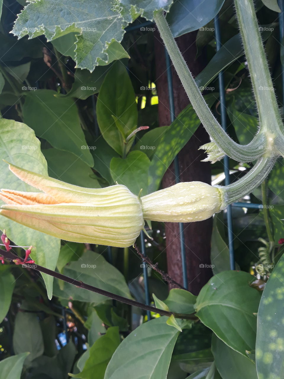 growing pumpkin.