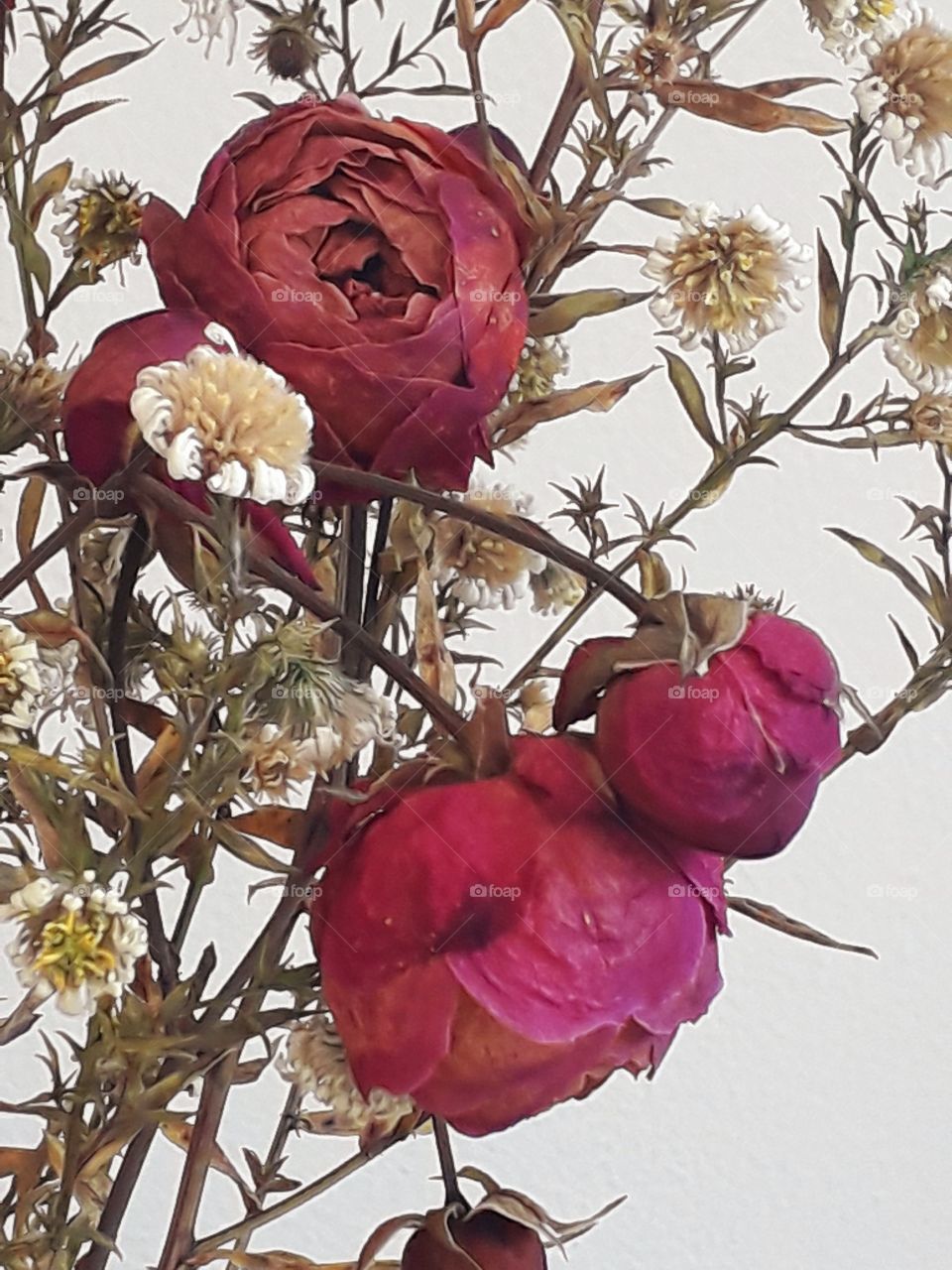 bouquet od dry flowers against white wall