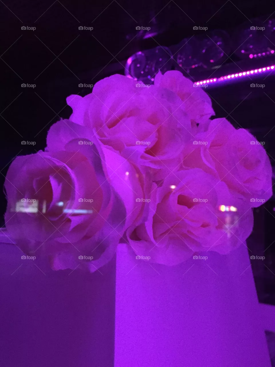 Rosen Geschenk 