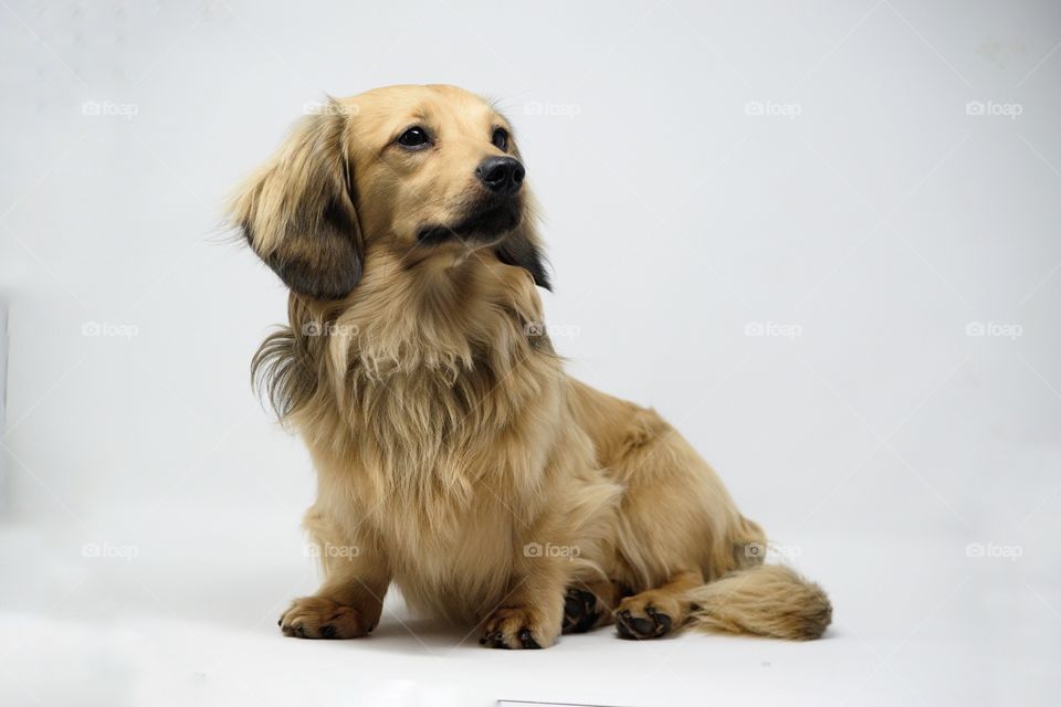 nugget the dachshund