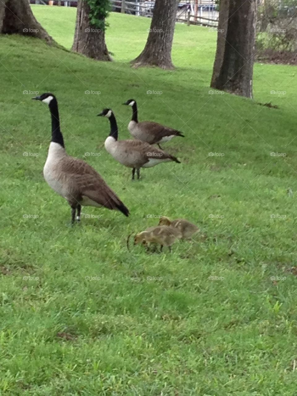 Goose family