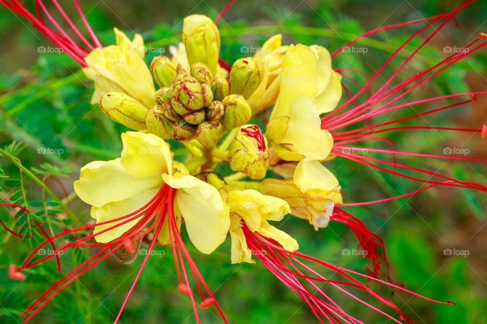 Beautiful yellow flower with long red stamens - Caesalpinia gilliesii