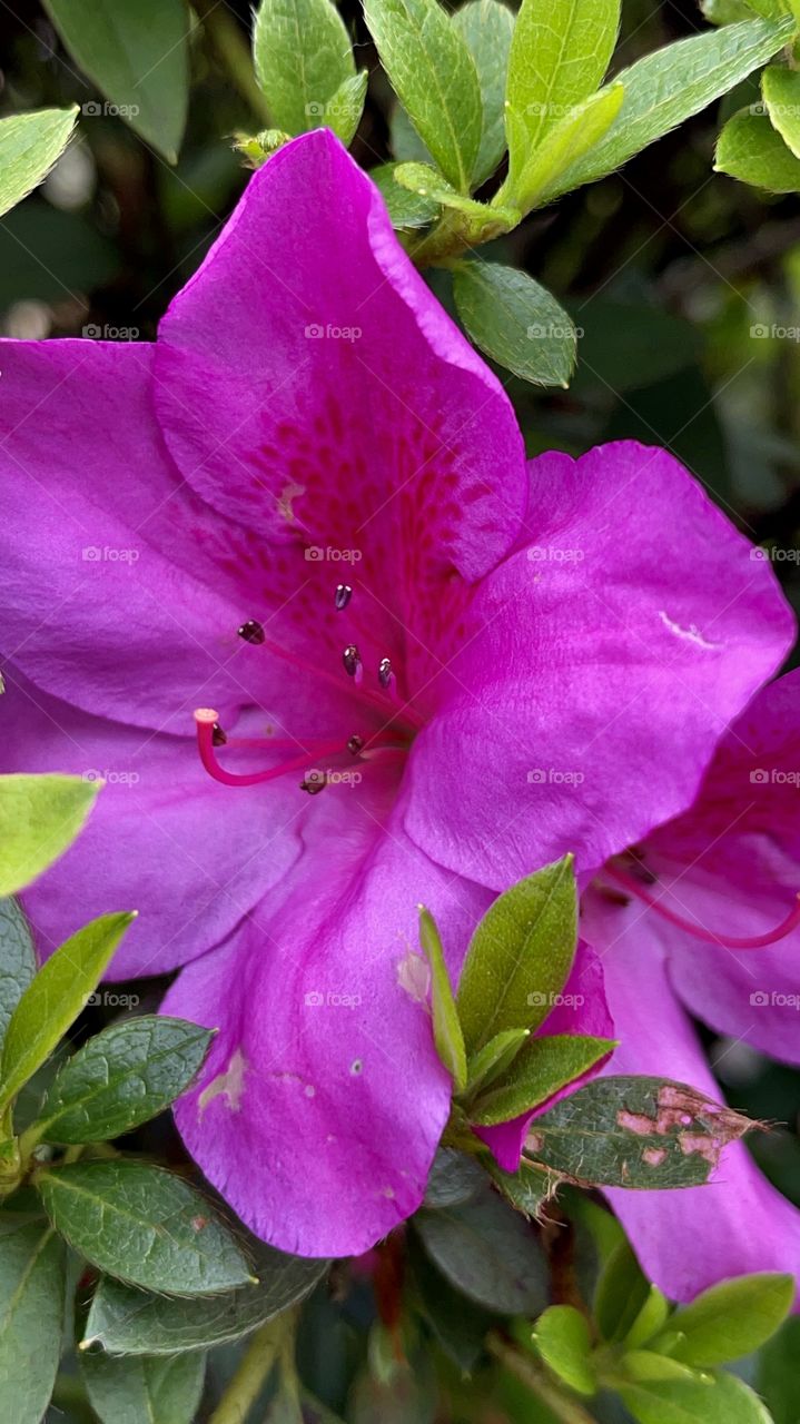 Fuschia flower and leafs in closeup captures