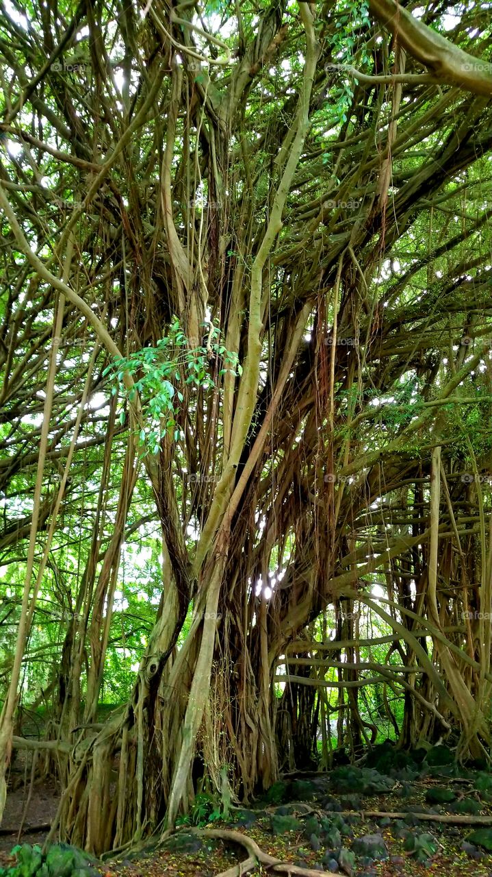 Tree in Hawai'i
