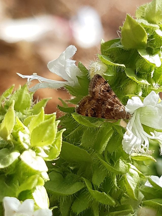 beautiful butterfly
