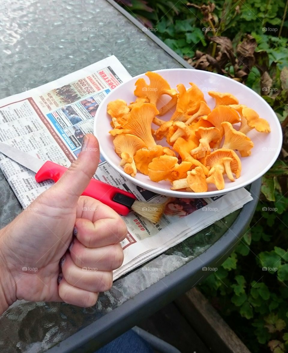 picked chanterelles