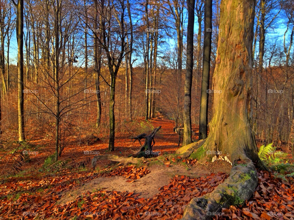 landscape nature tree trees by vienesse