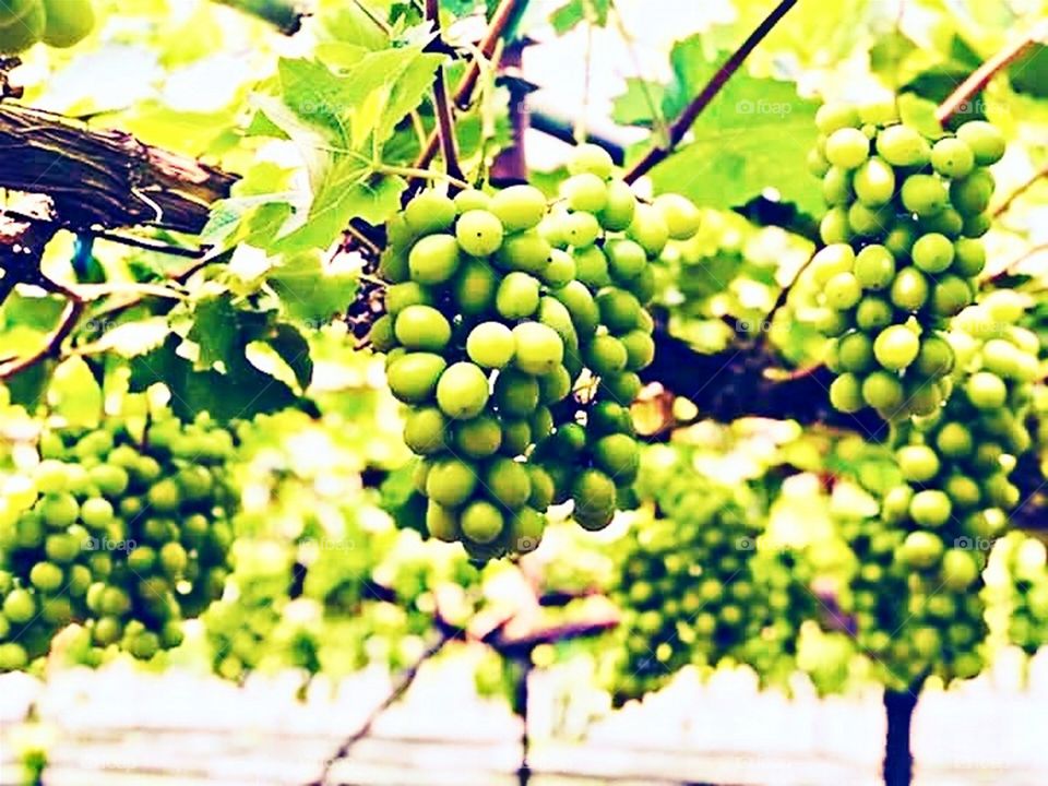 Grapes in the Farm