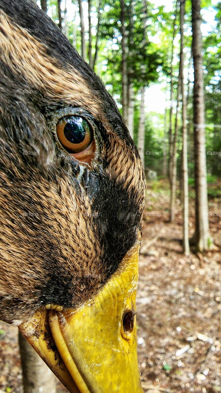 Side profile of a duck