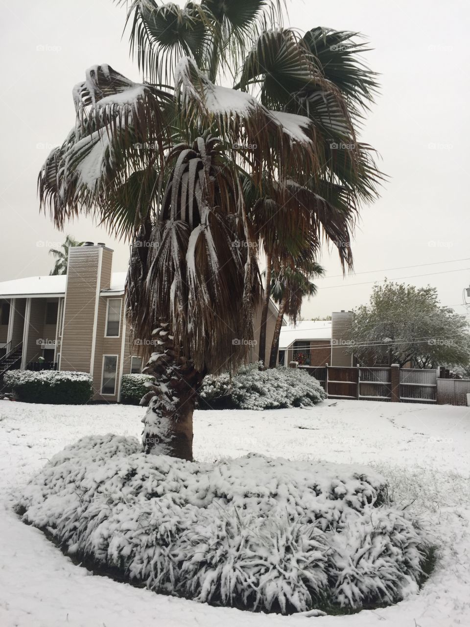 Snow on Palm Tree