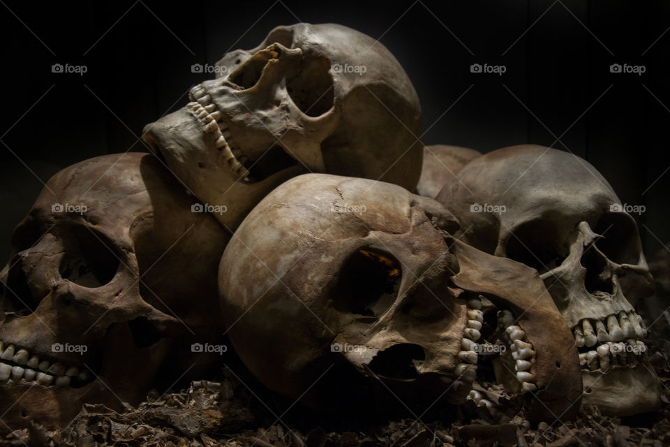 Skulls on show for the public at a local museum in Sweden.