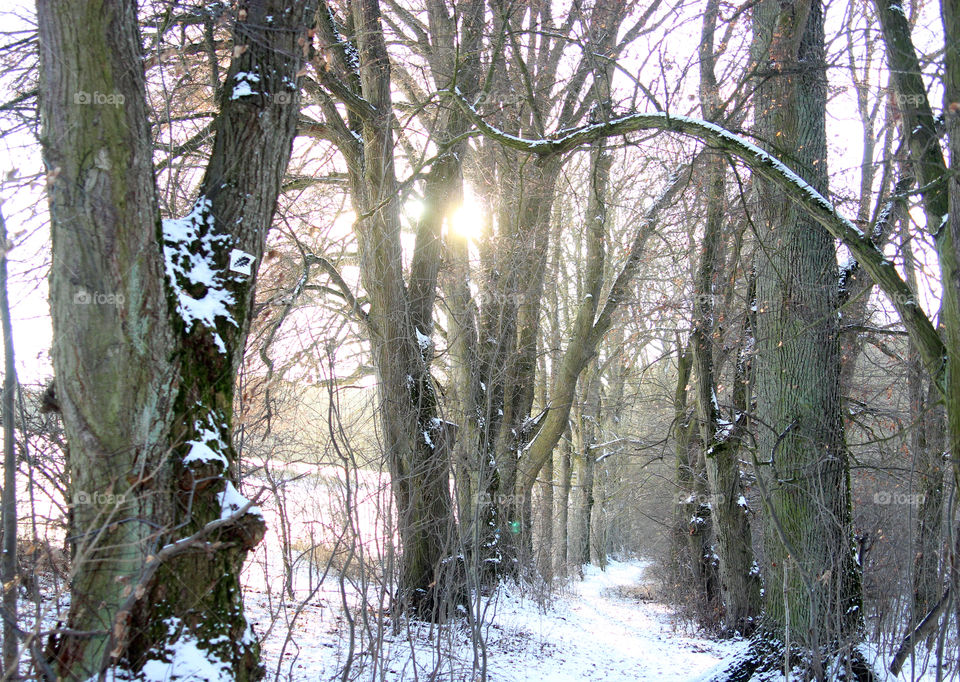 snow and sun shining through bare trees