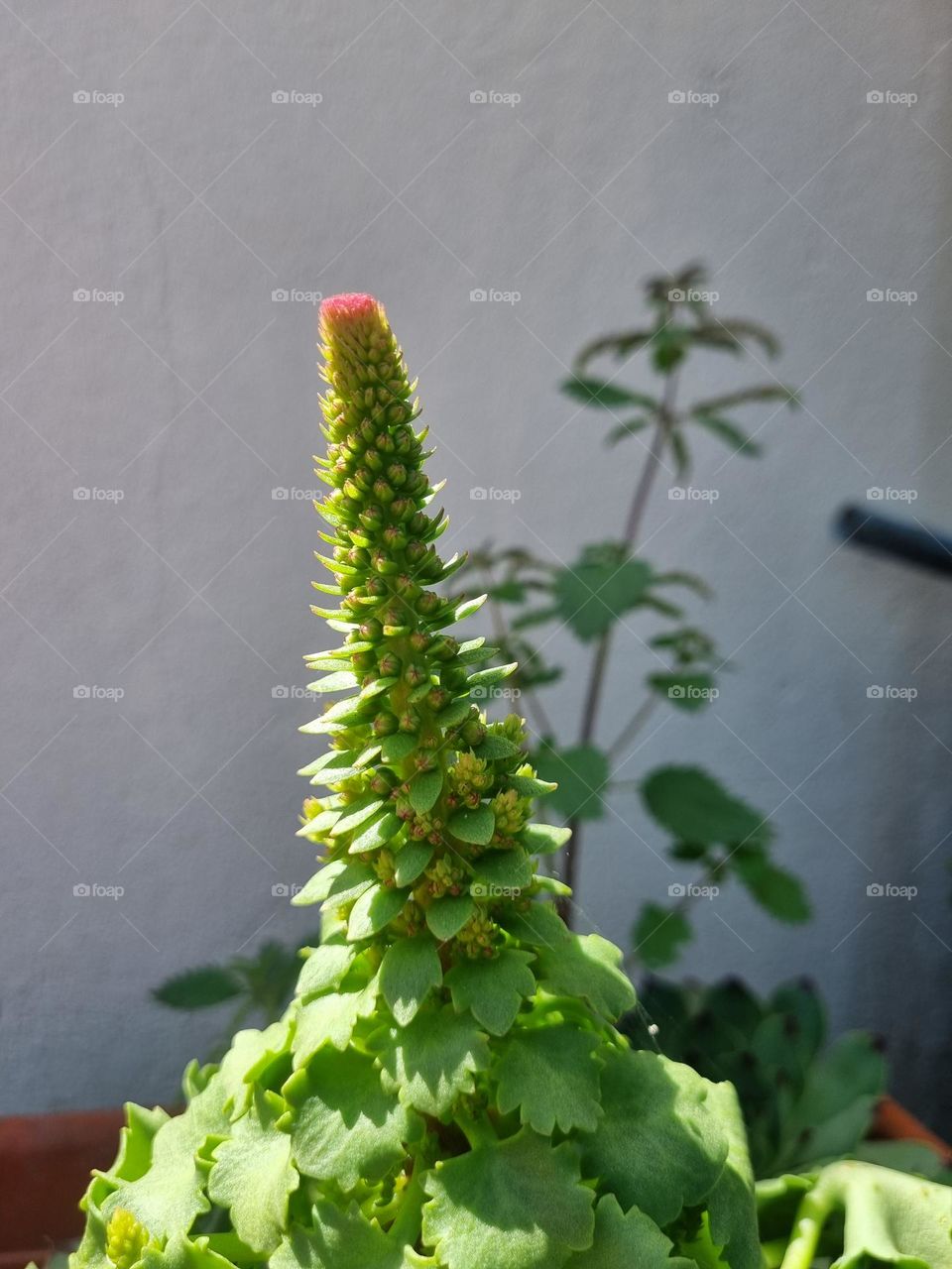 Beautiful green flower with a red tip